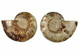 Cut & Polished, Crystal-Filled Ammonite Fossil - Madagascar #292801-1